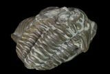 Compressed Flexicalymene Trilobite - Mt Orab, Ohio #133922-2